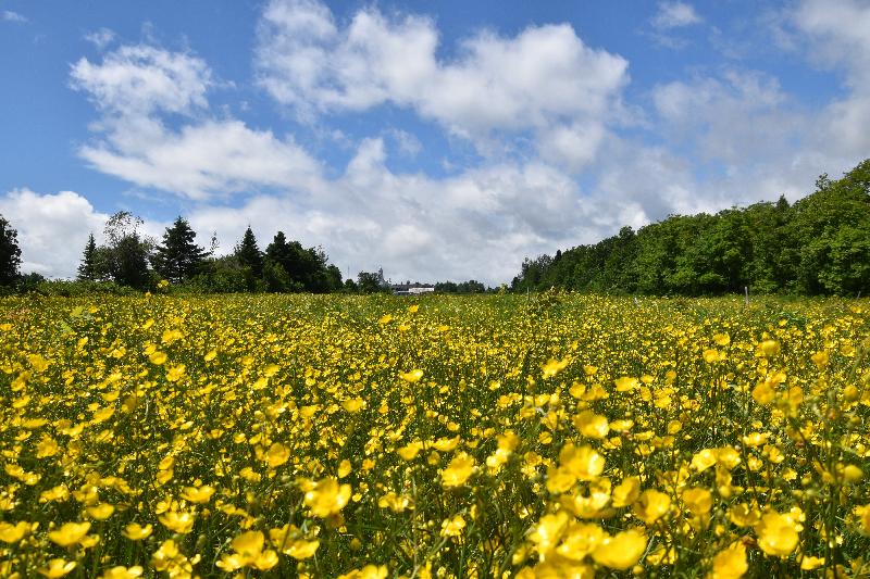 Un champ de fleurs de bouton d'or