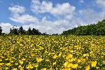 Un champ de fleurs de bouton d'or
