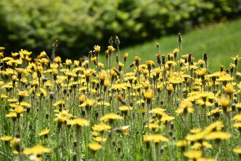 Un champ de fleurs sauvages