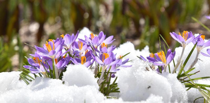 Les premiers crocus au jardin