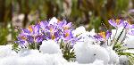 Les premiers crocus au jardin
