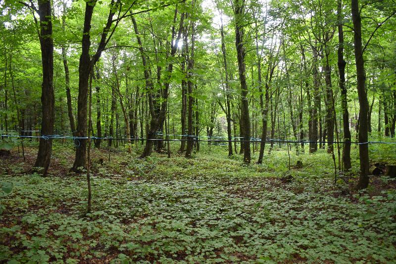 Une érablière en été