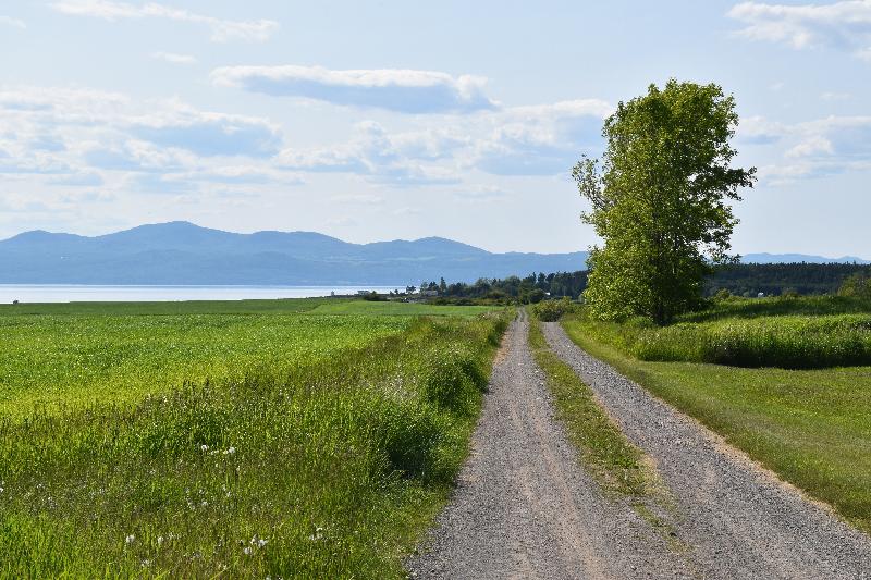 Une route de campagne en été