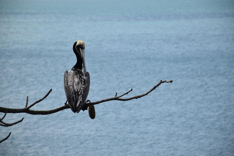 Un pélican sur le canal