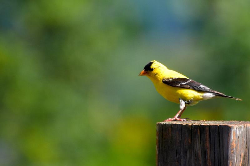 Un chardonneret au jardin