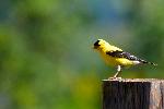 Un chardonneret au jardin