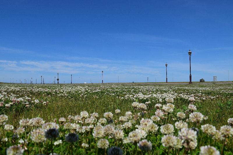 Des fleurs au parc en été