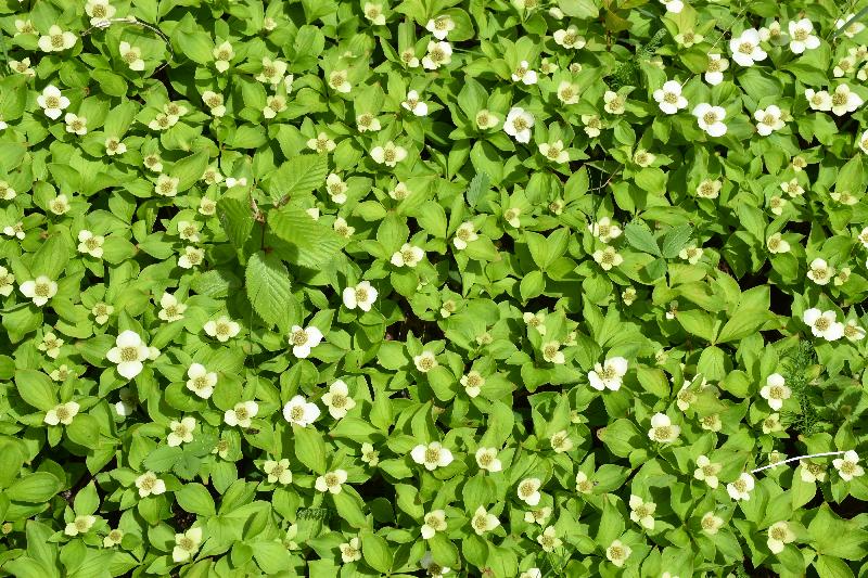 Des fleurs sauvage en forêt