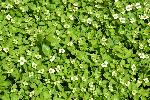 Des fleurs sauvage en forêt