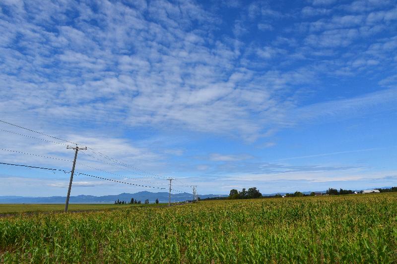 Une ferme en été