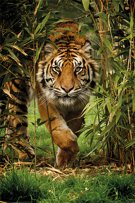 Poster Tigre Nr. f44724 acheter en ligne
